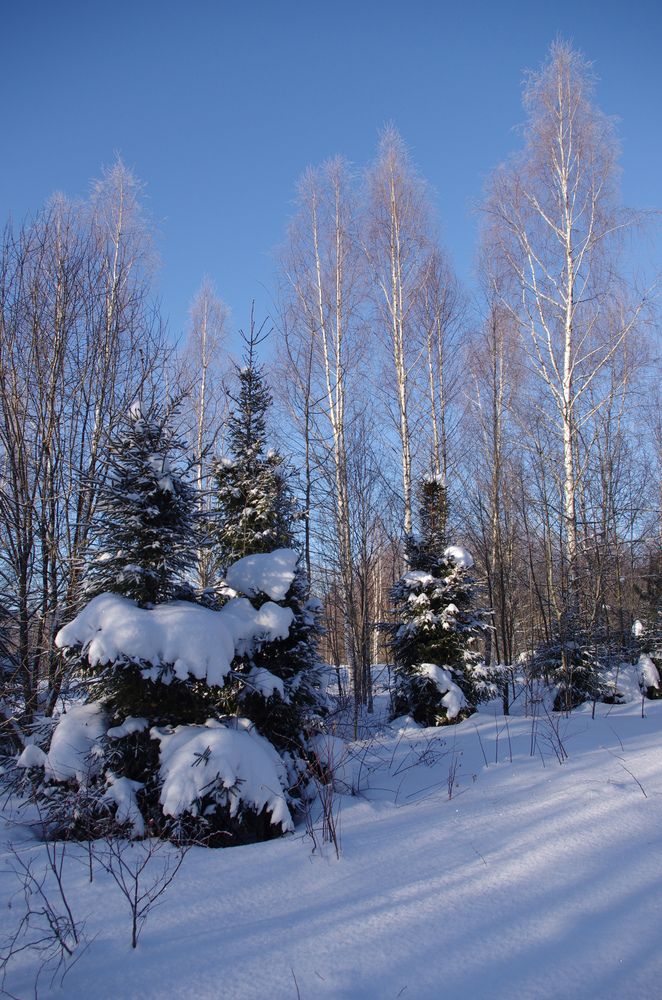 Photo #13093671
