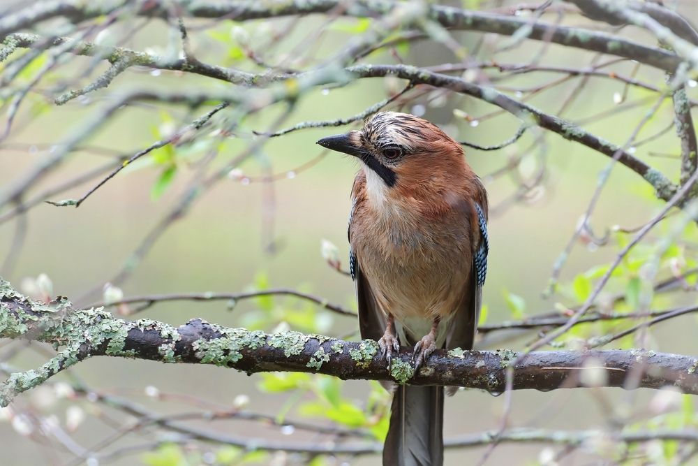 Сойка во время дождя