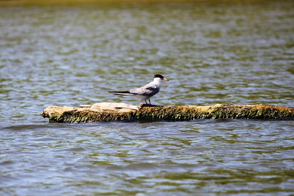 Photograph by Александр Бугаенко