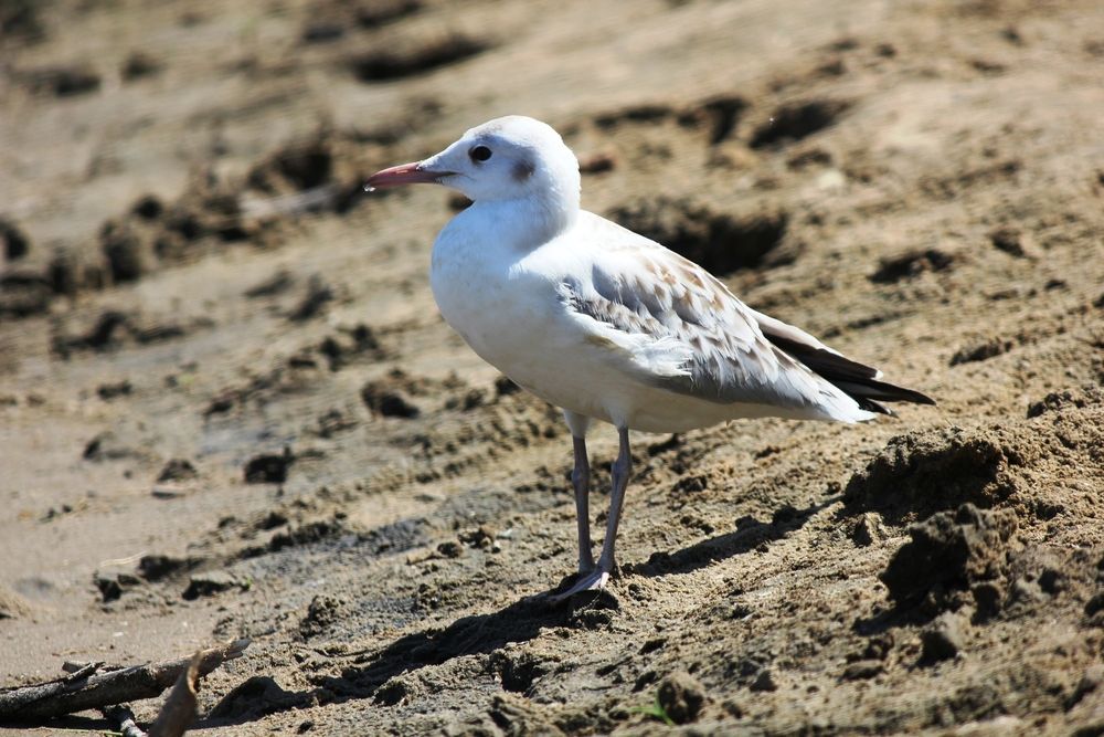 Photograph by Александр Бугаенко
