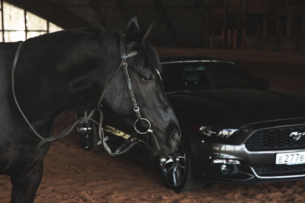 Фотография автора Артём Пышкин