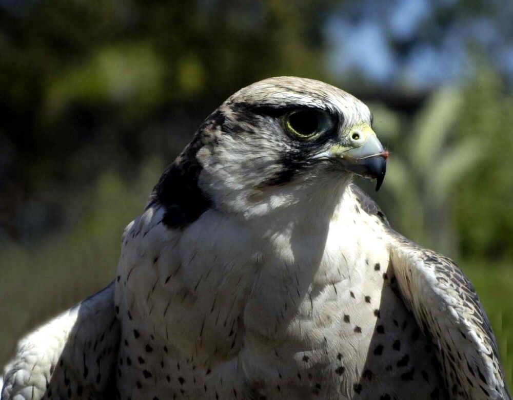 Photograph by JOSE LIMA RODRIGUES