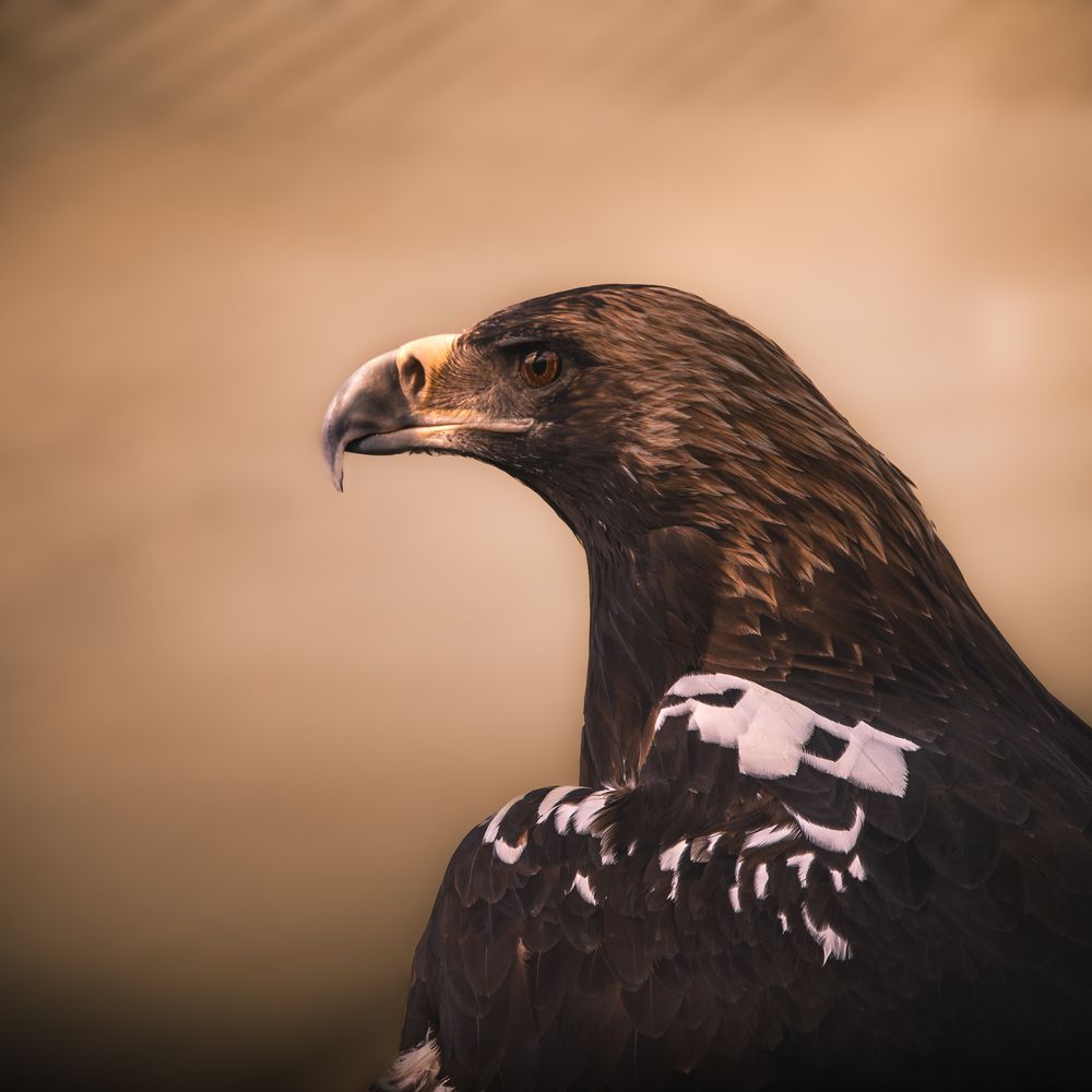 Photograph by Ángel Esteban