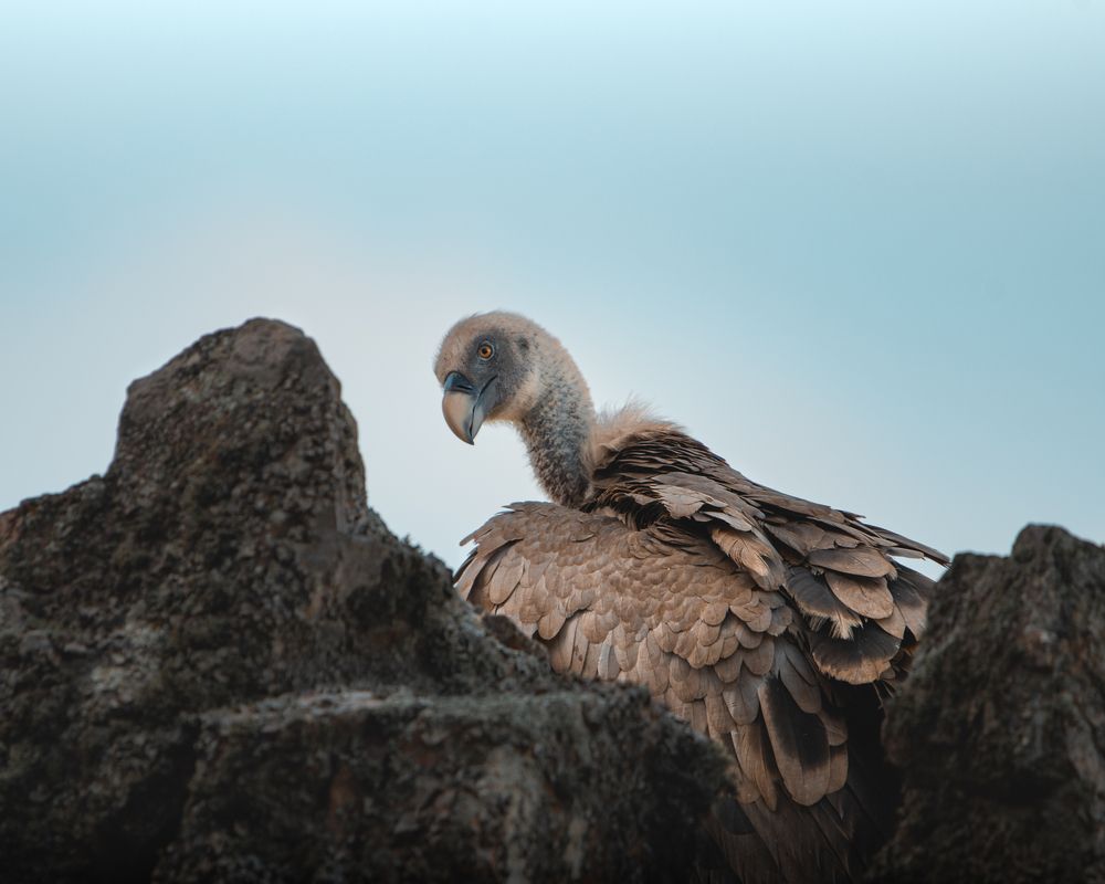 Photograph by Ángel Esteban