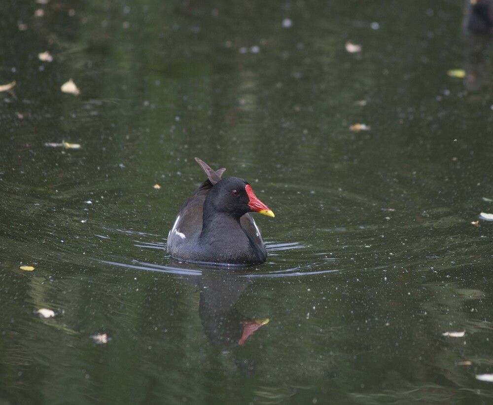 Photograph by JOSE LIMA RODRIGUES