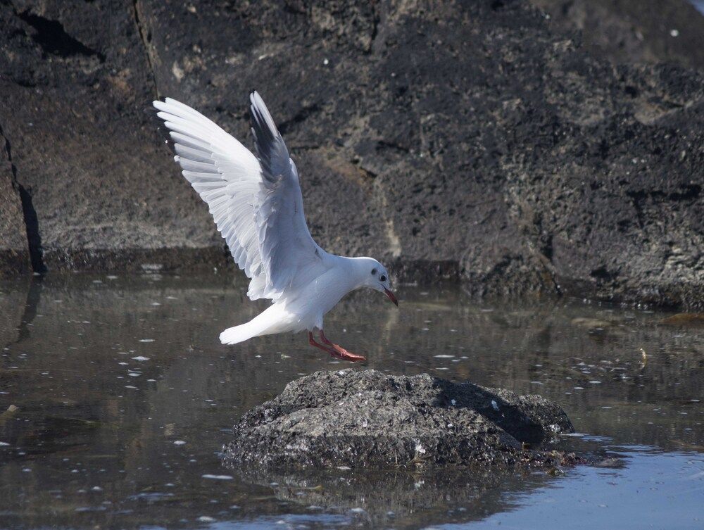 Photograph by JOSE LIMA RODRIGUES