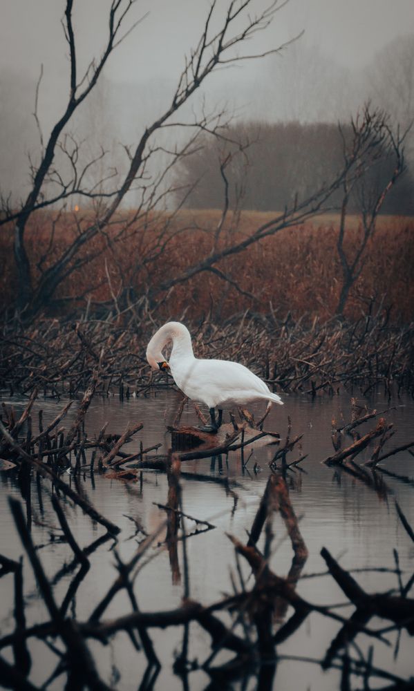 Фотография автора Геннадий Ломеко