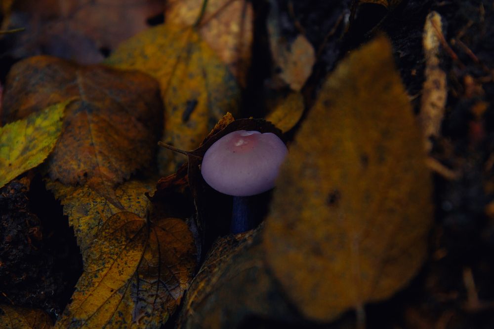 Photo #13093956