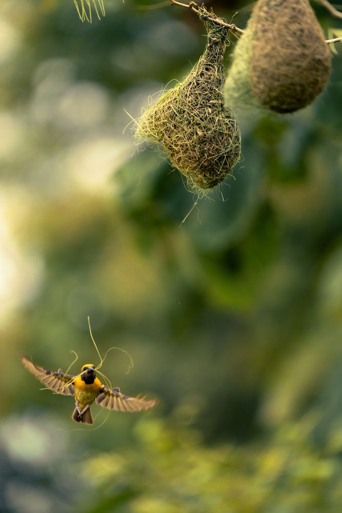 Фотография автора Arpit Dhore