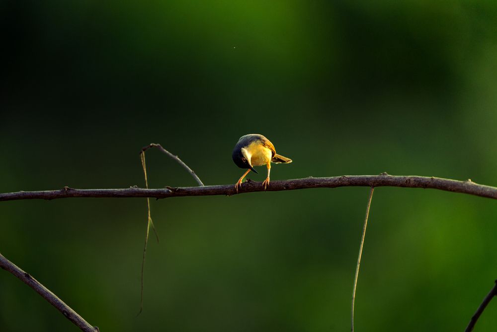 Фотография автора Arpit Dhore