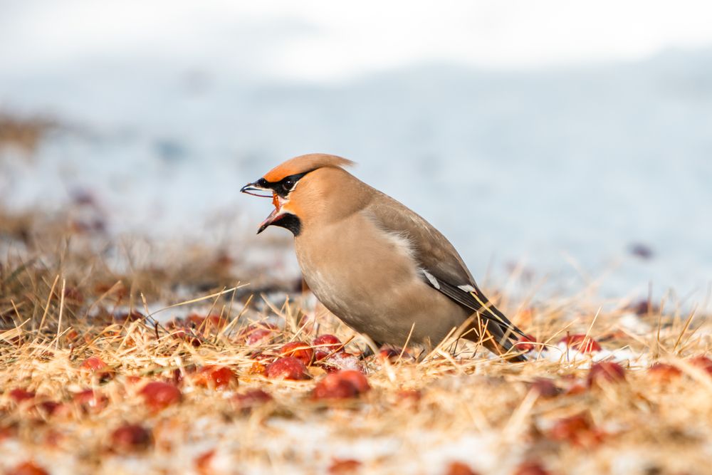 Photograph by Корчагина Оксана