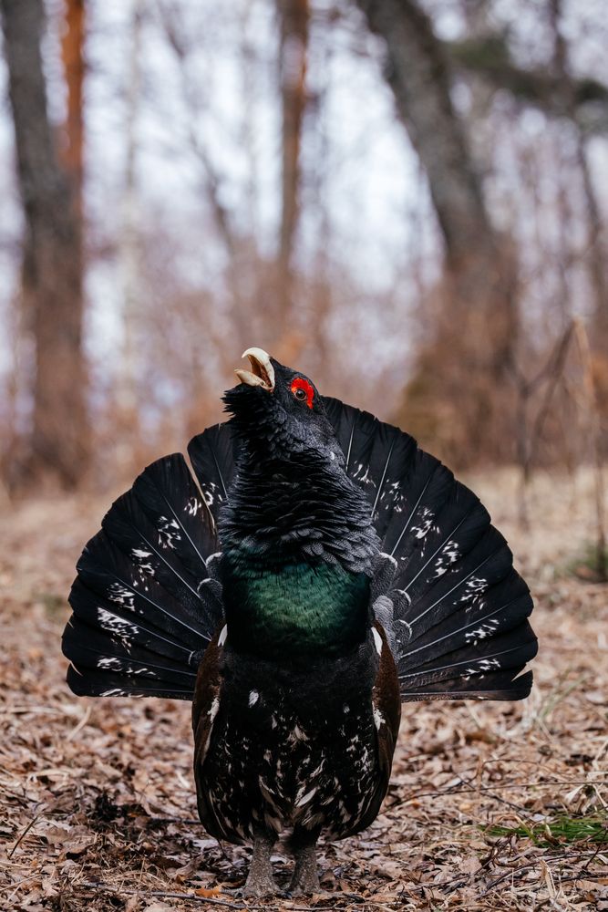 Photograph by Корчагина Оксана