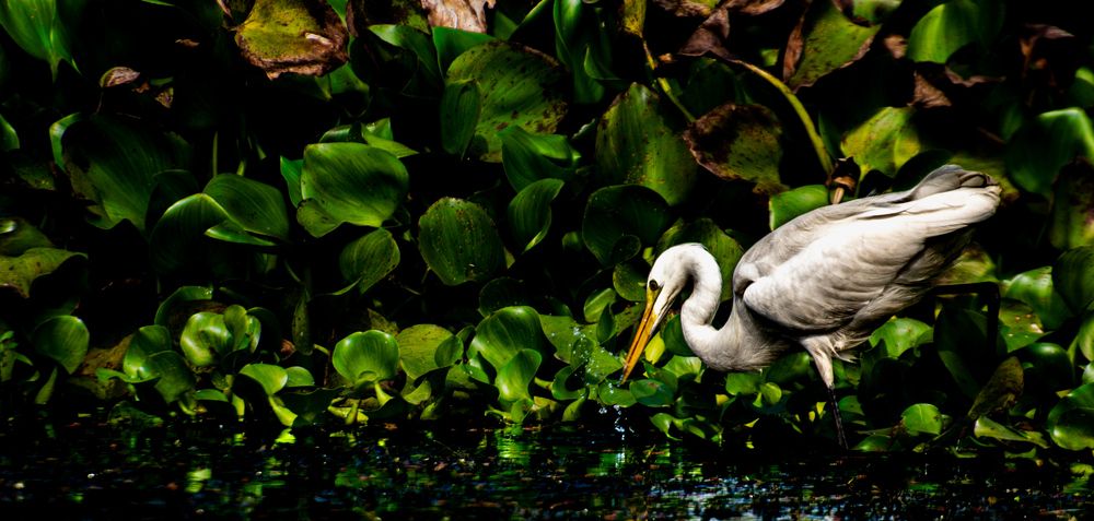Photograph by Avijit Dutta