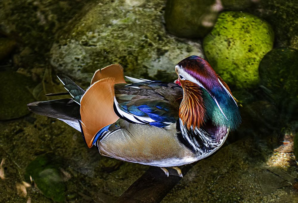 Фотография автора Reda