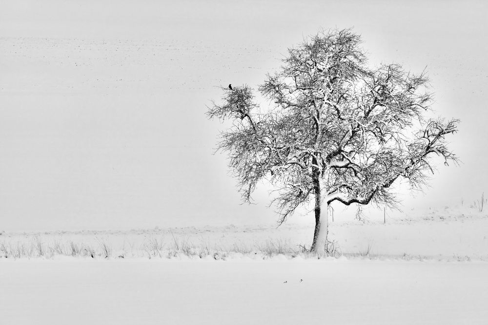 Чёрно-белая зима