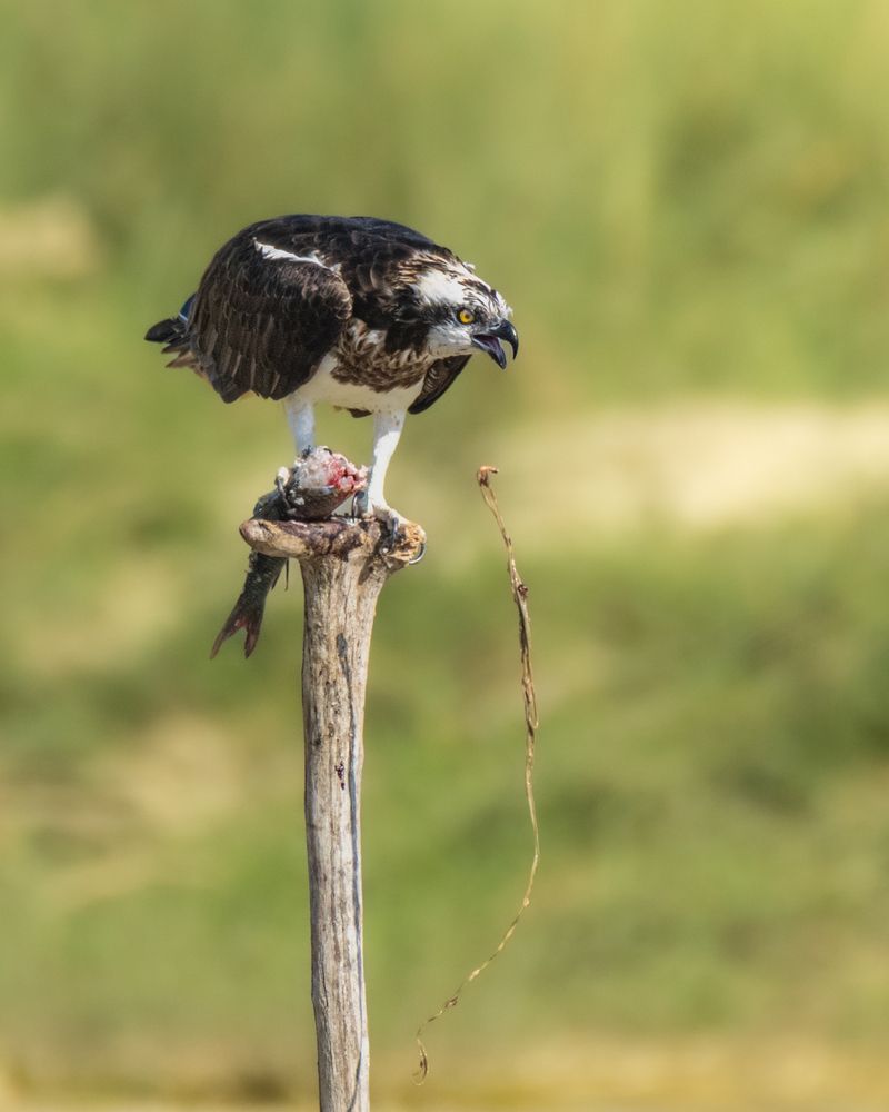 Photograph by SUHAS MANDAL