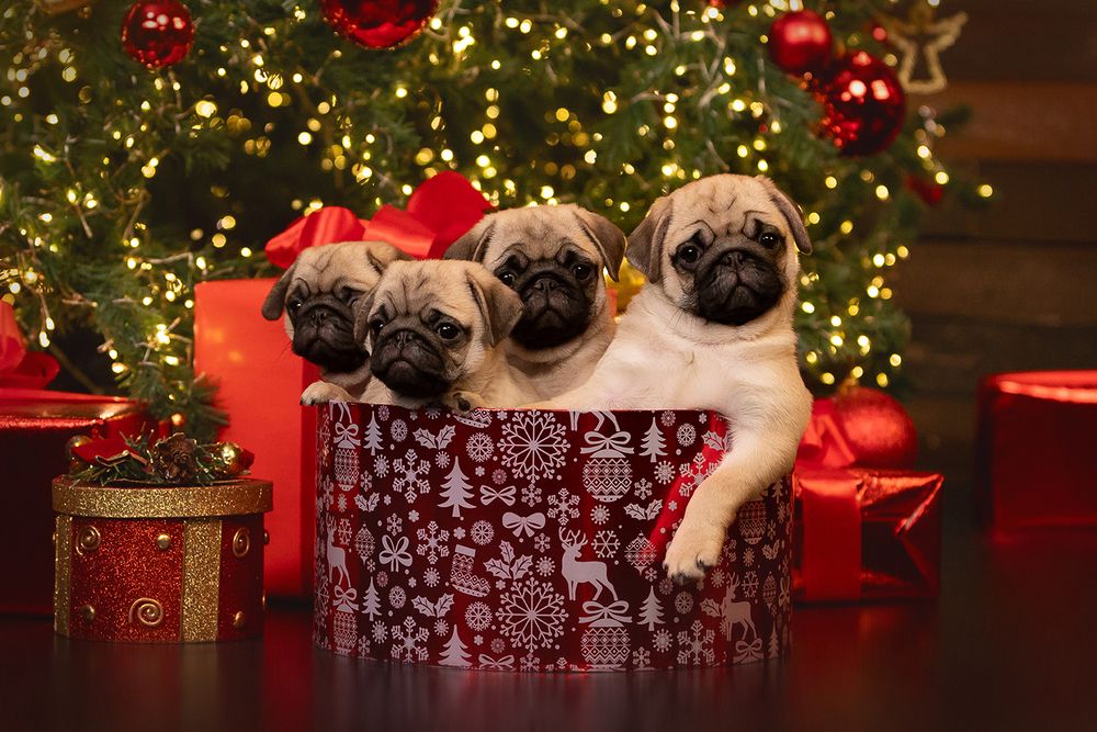 Photograph by Ольга Легенькая