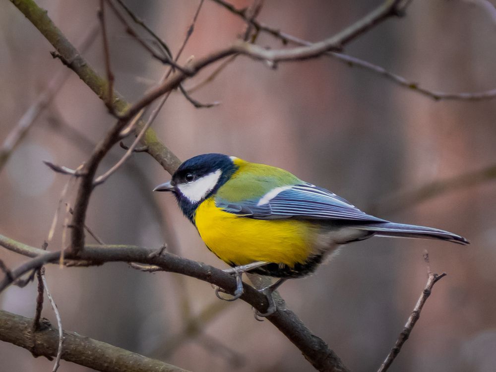 Photograph by Игорь Кабанов