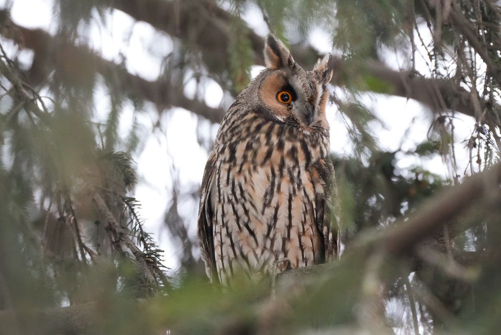 Photograph by Барашкова Екатерина