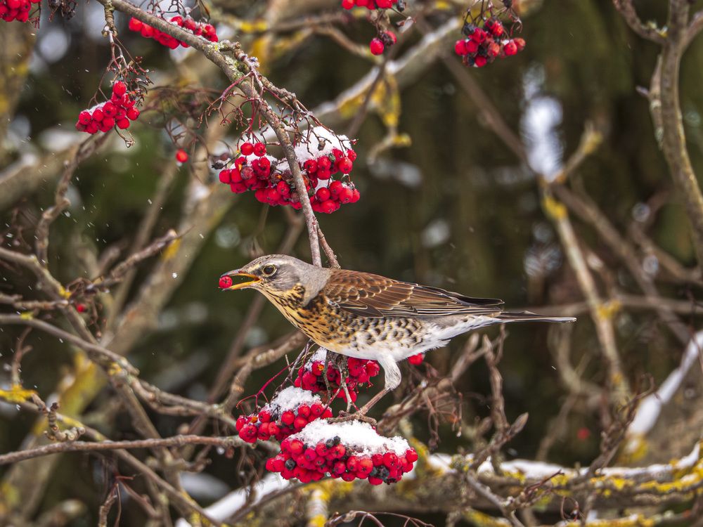 Photograph by Надежда Михайлина