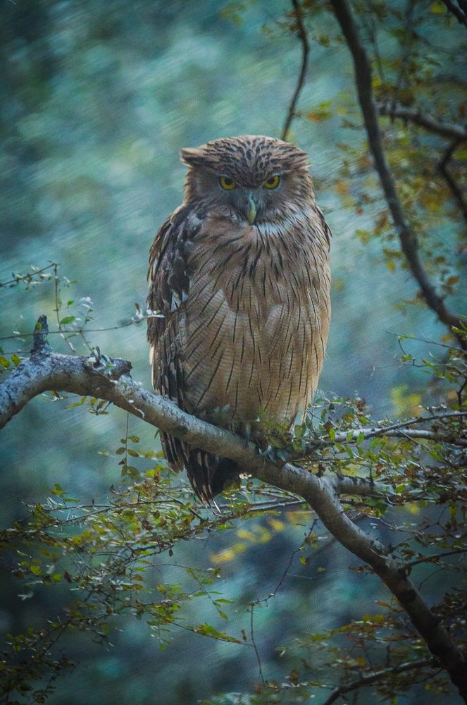 Owl