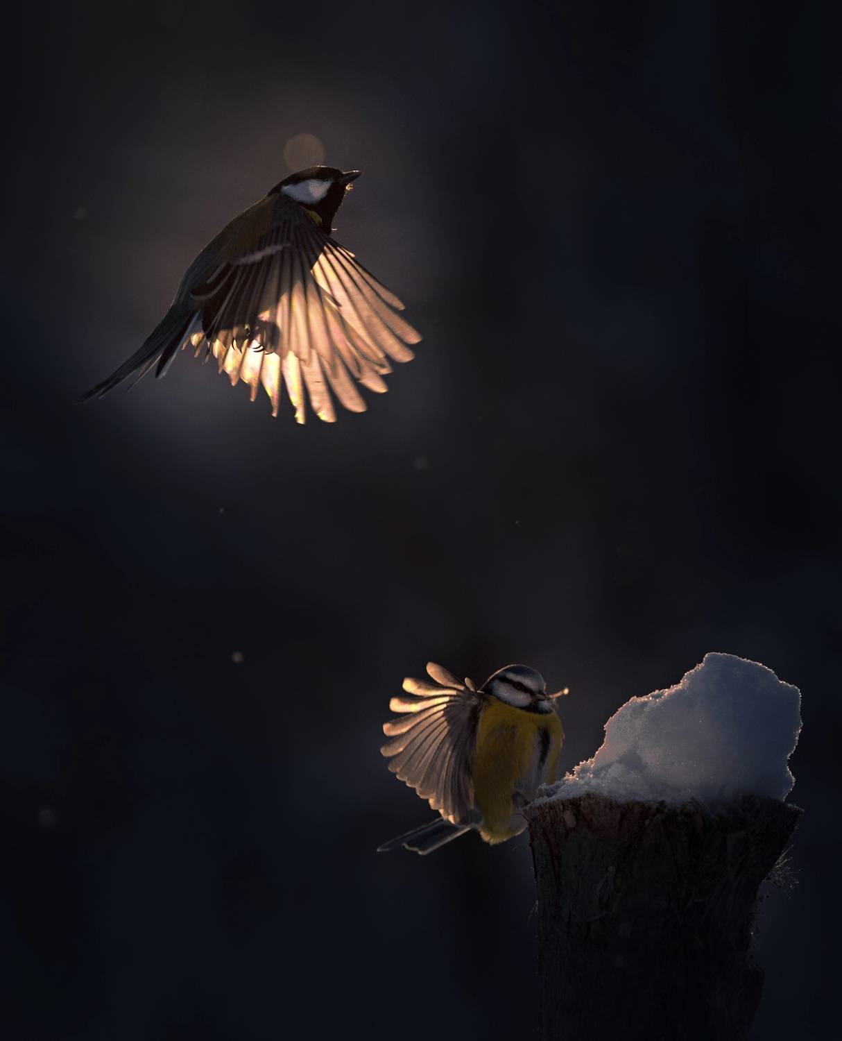 Фотография #13094684