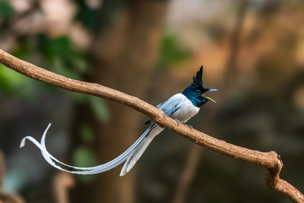 Indian Paradise Flycatcher