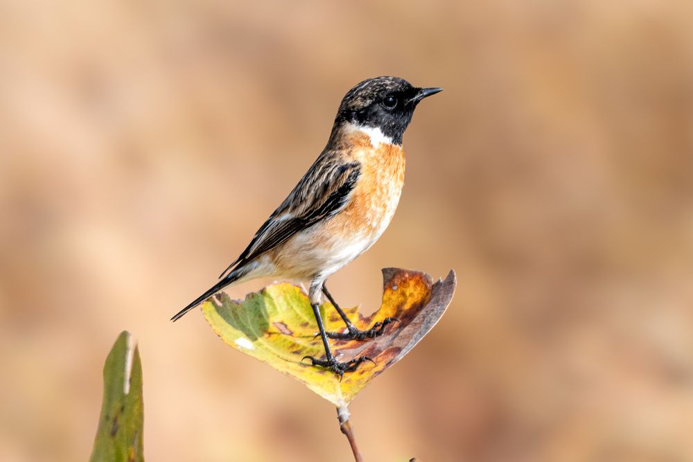 Siberian Stonechat