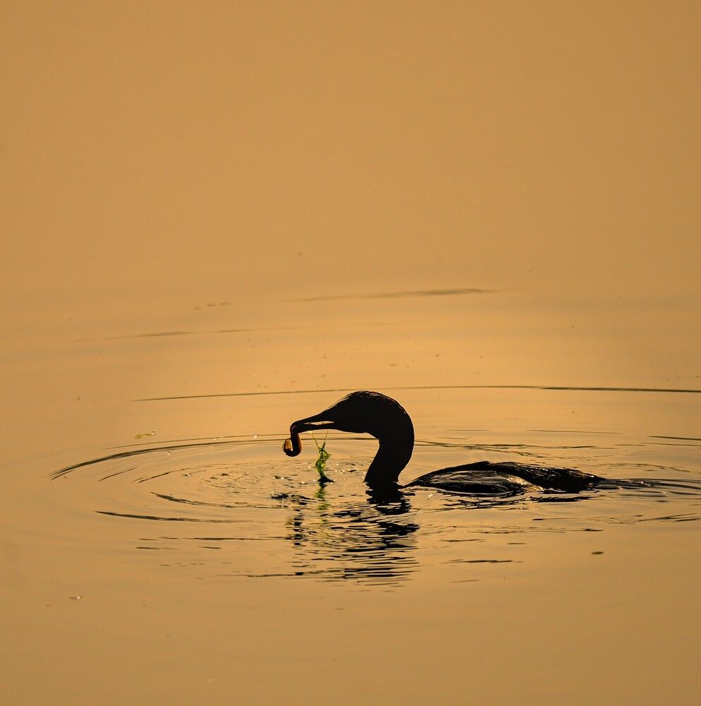 Photograph by Archisman Narayan Lahiri