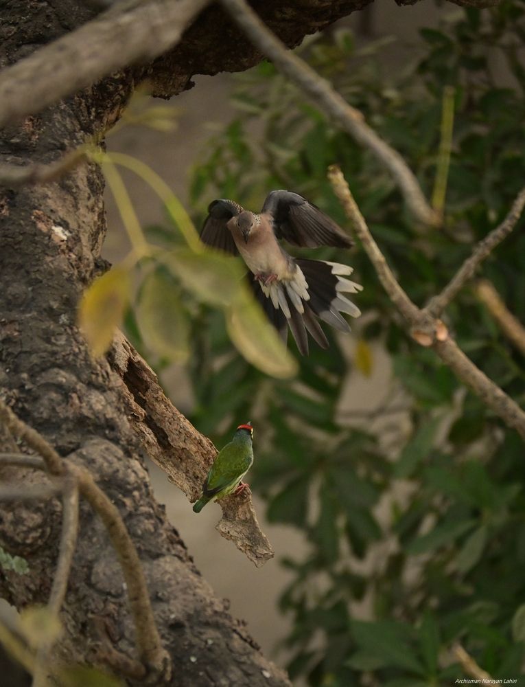 Photograph by Archisman Narayan Lahiri