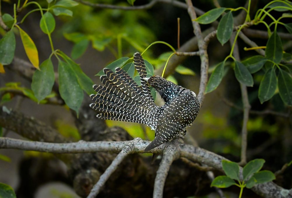 Photograph by Archisman Narayan Lahiri