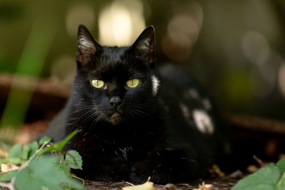 Photograph by Krisztina Jávorné Bodó