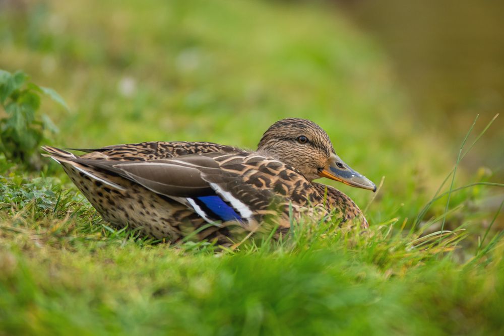 Photograph by Демьян Лопатов