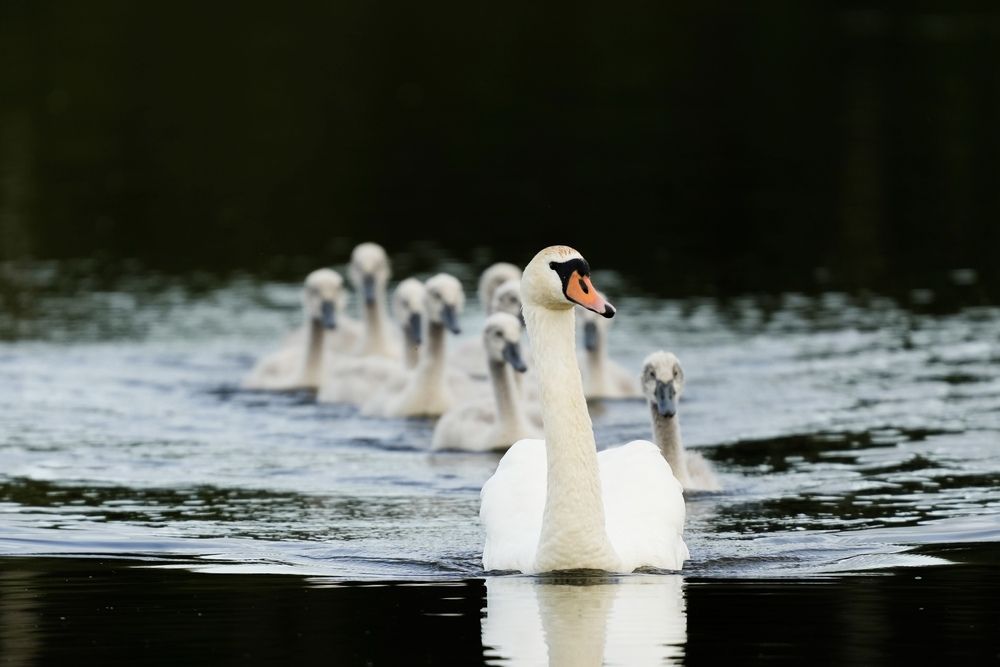 Фотография автора Ольга Шугалевская