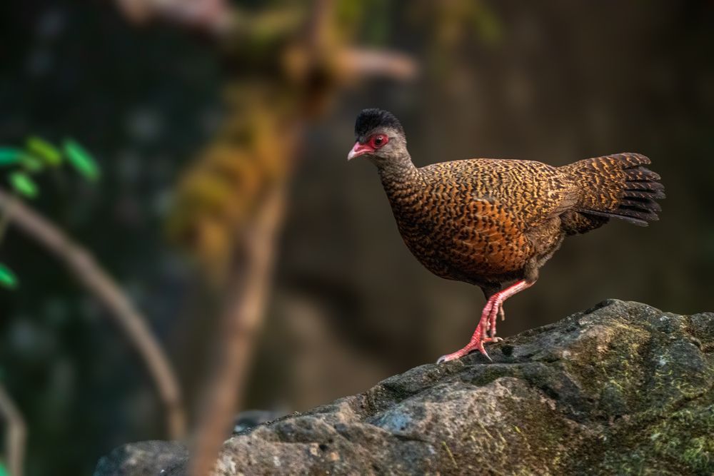 Red Spurfowl