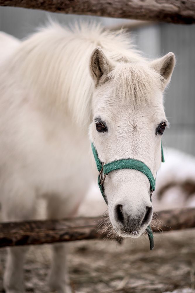 Фотография автора Ольга Солодова