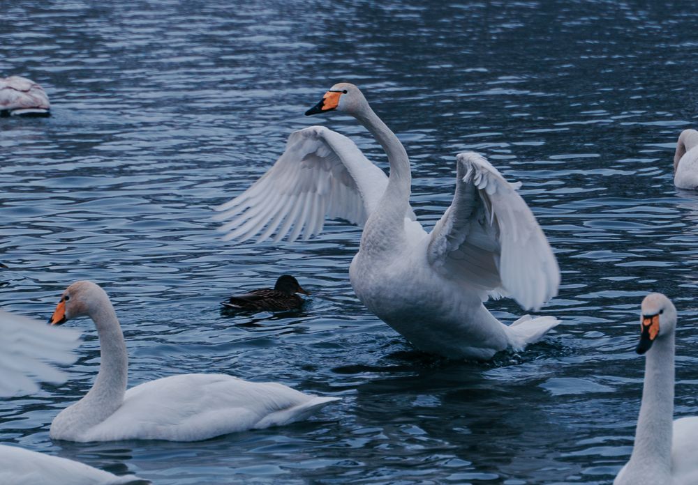 Photograph by Ирина Рыжова