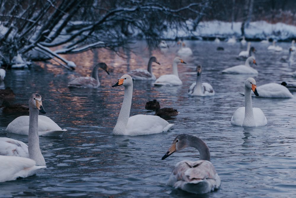 Photograph by Ирина Рыжова