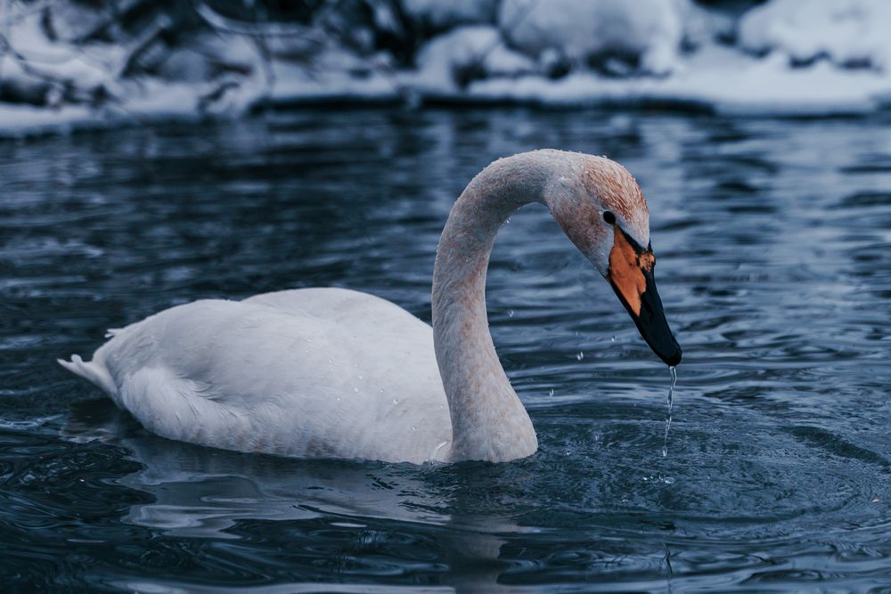 Photograph by Ирина Рыжова