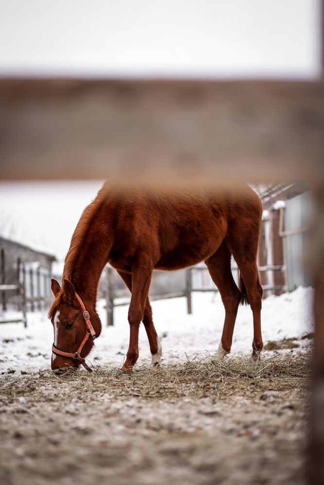 Фотография автора Ольга Солодова