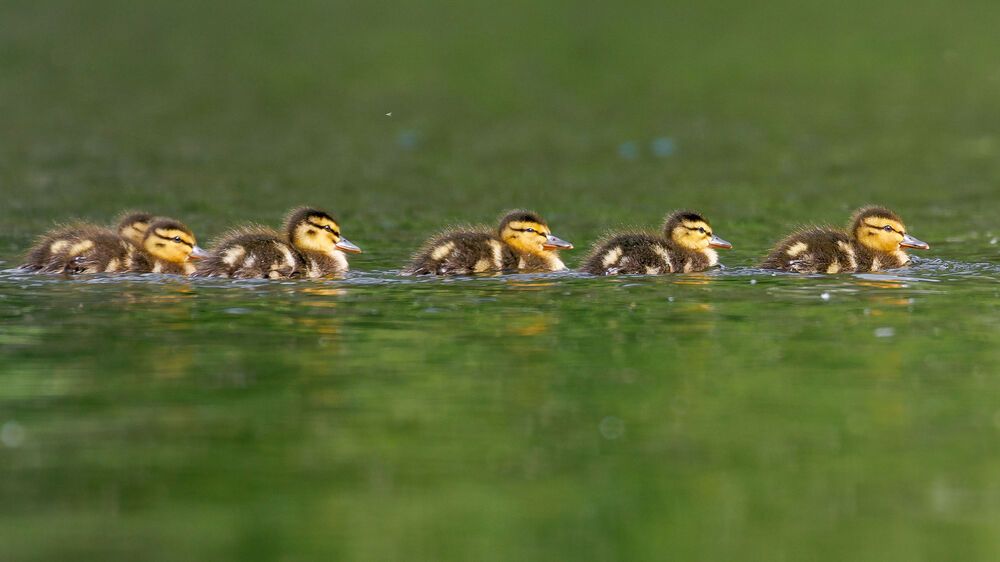 Photograph by Сергей Фомченков