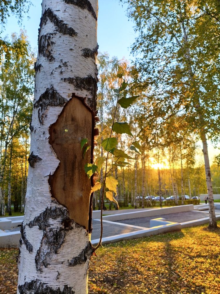 Photo #13095069
