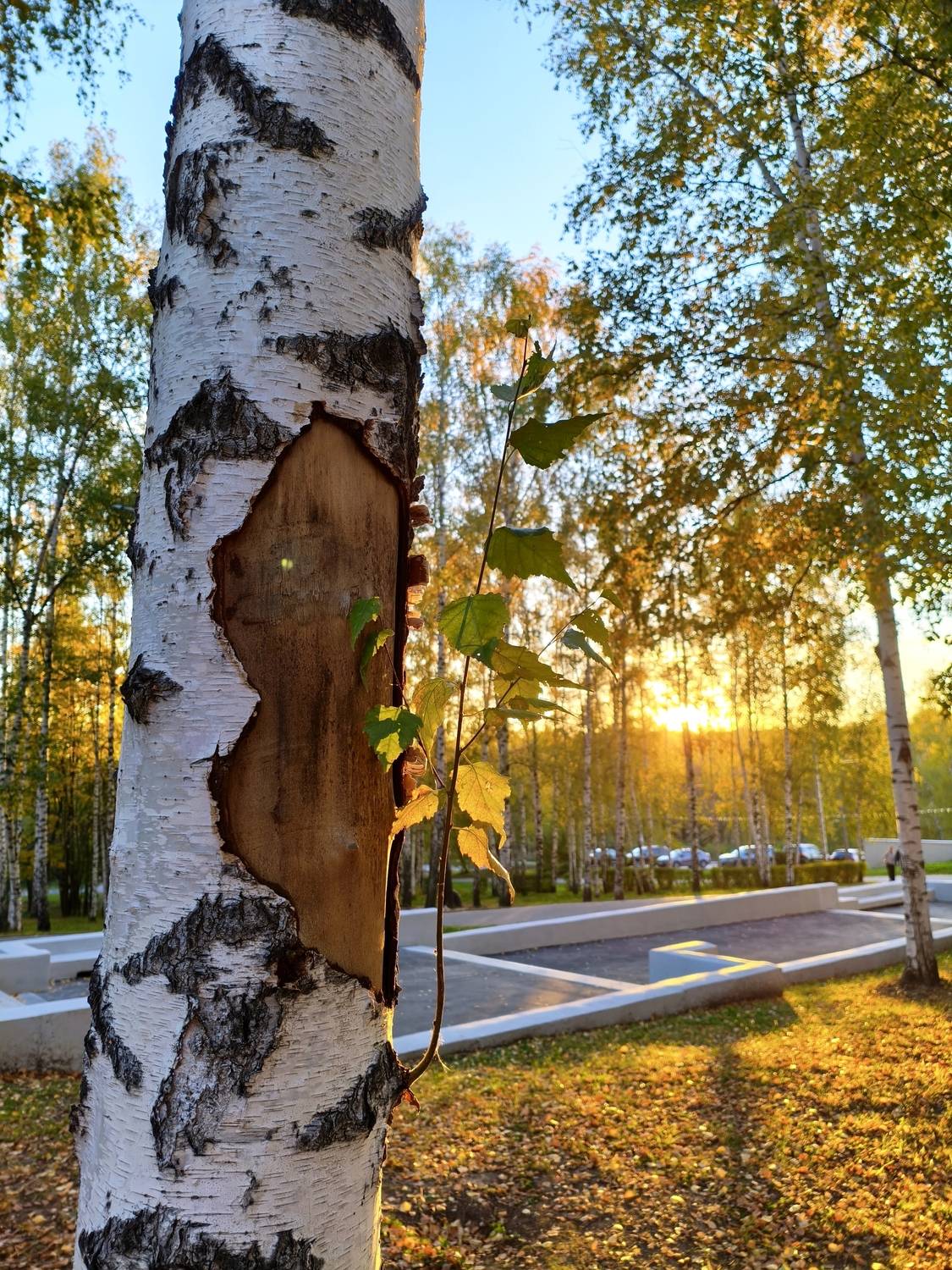Photo #13095069