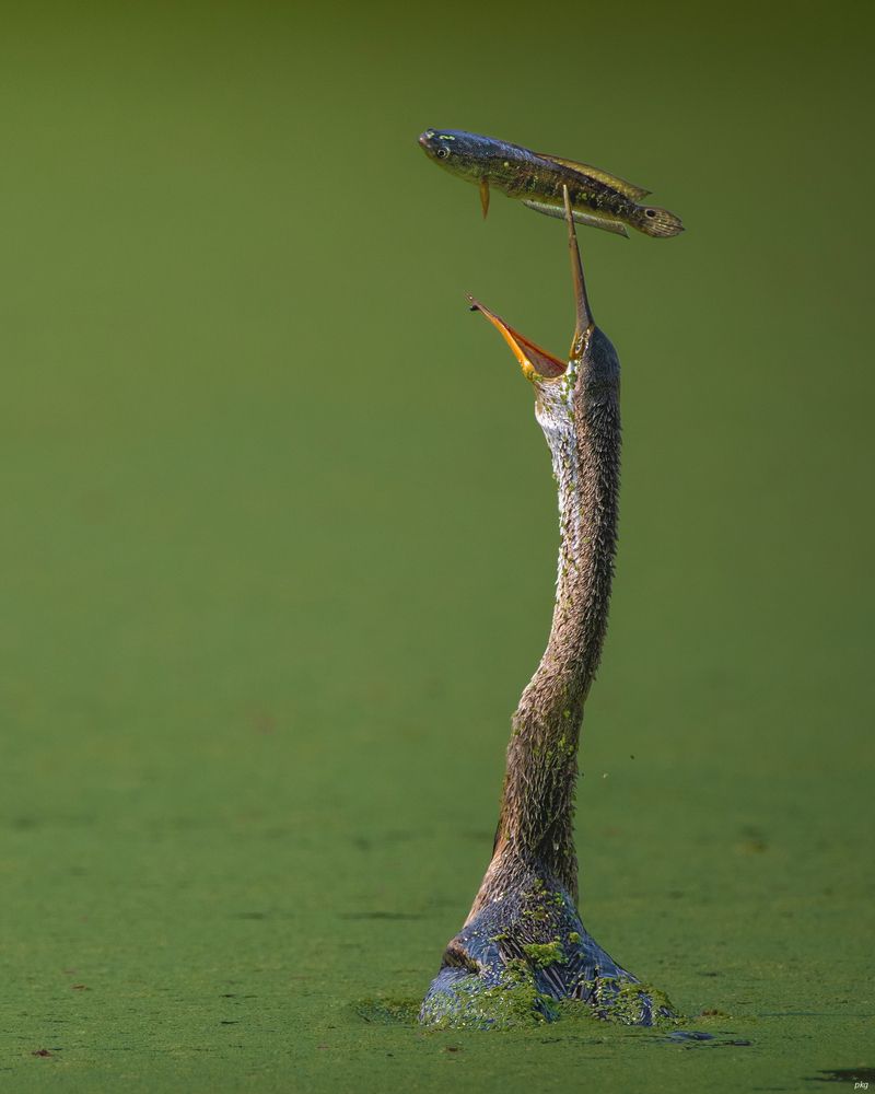 Photograph by Prabhat Ghosh