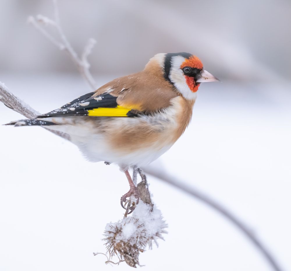 Photograph by Елена Хорохорина