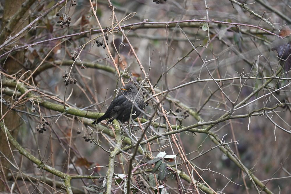 Photograph by Ljiljana Nedeljković