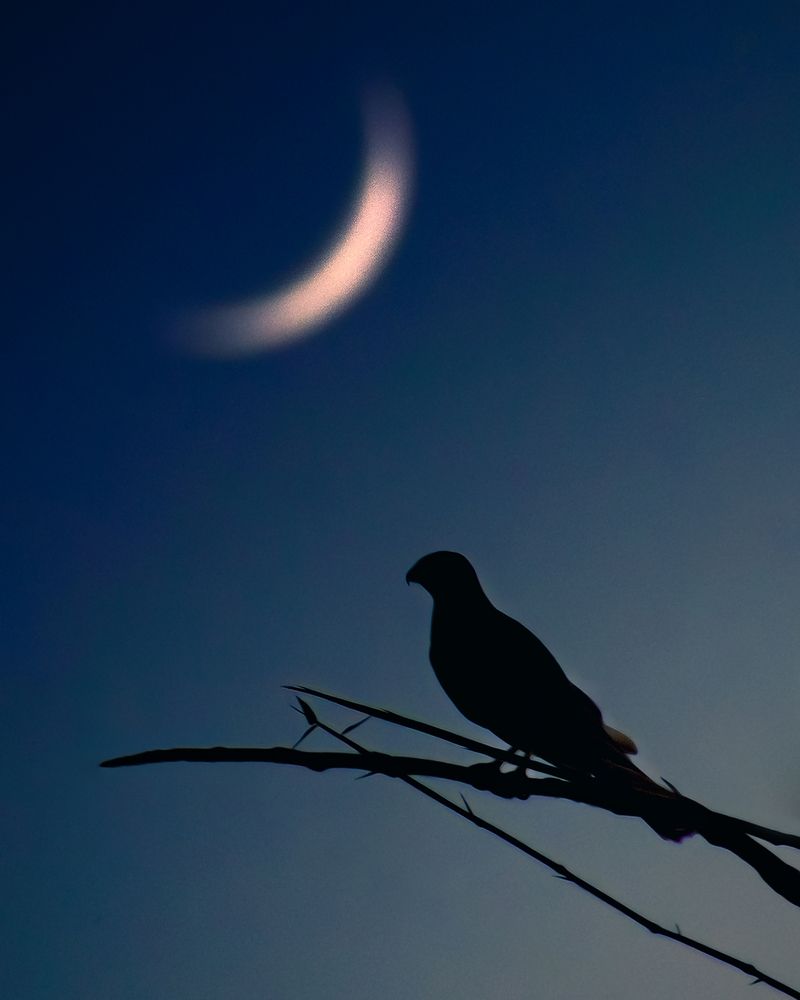 Photograph by SANMITRA BISWAS