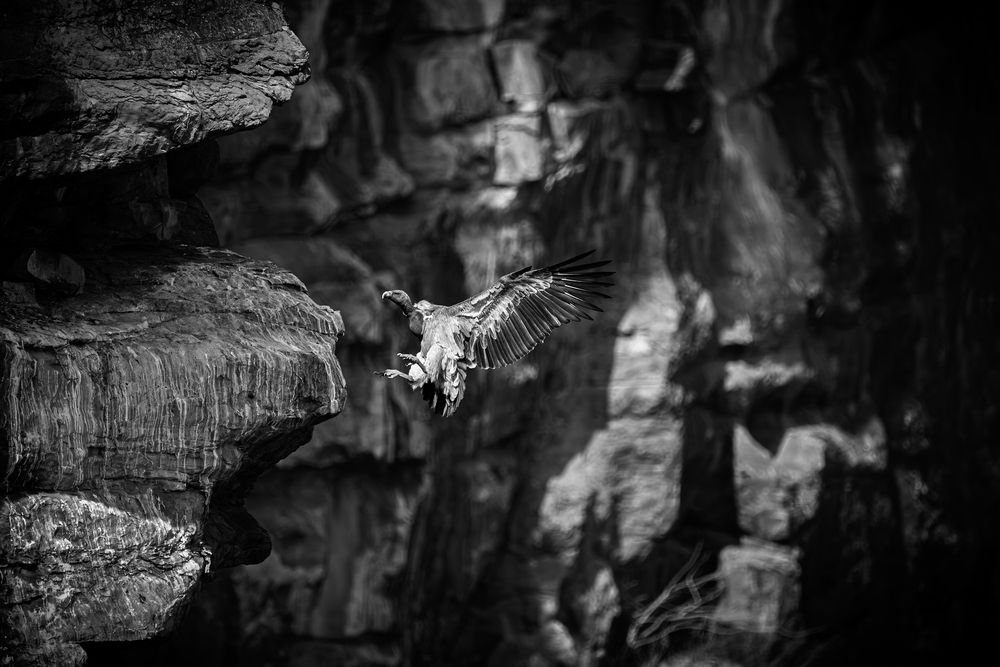 Cliff Sovereign: long-billed Vulture Soaring