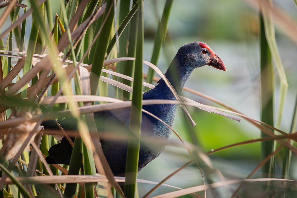 The Reeds\\\' Royal Resident