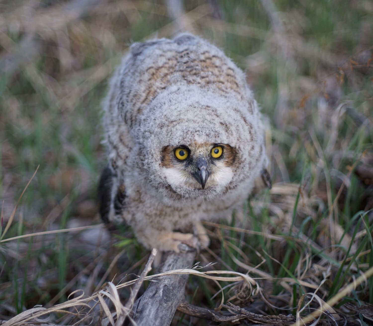 Photo #13095190